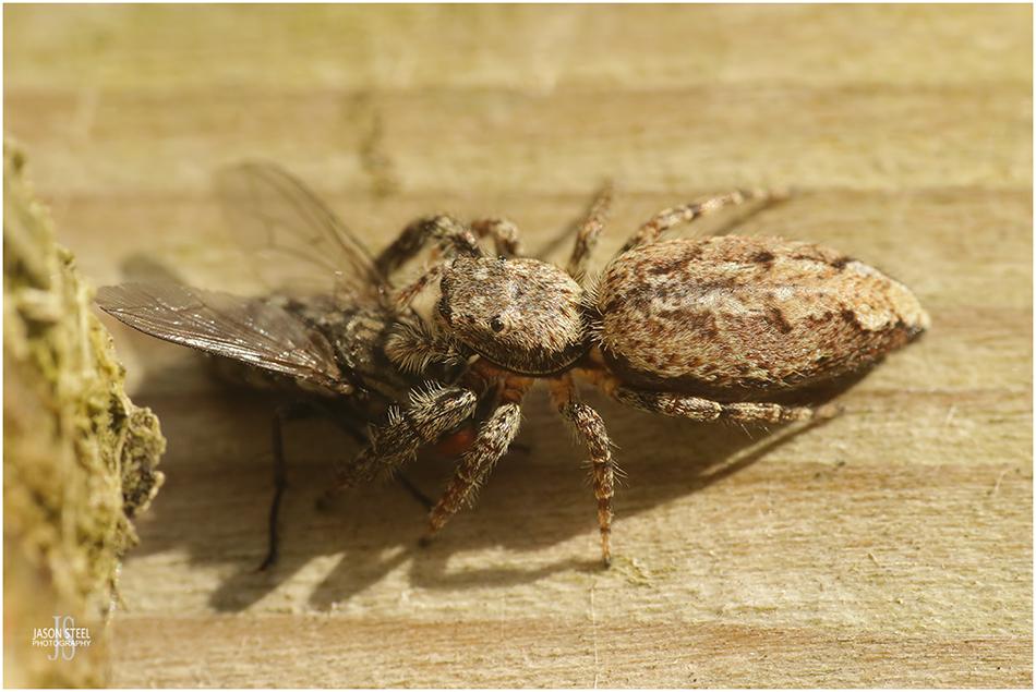 Jumping Spiders of the UK